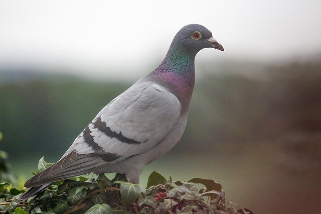 Free download Homing Pigeon Dove Bird -  free photo or picture to be edited with GIMP online image editor