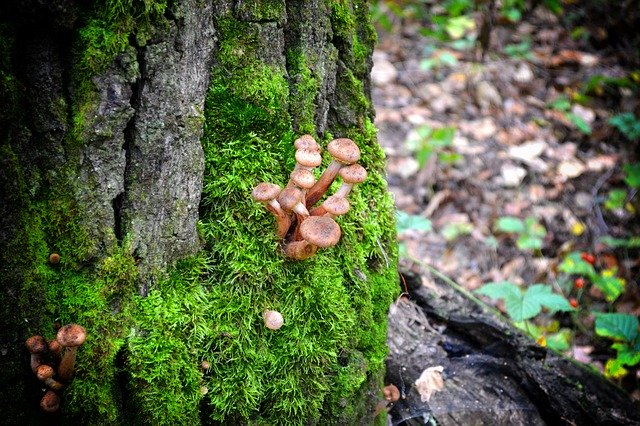 Unduh gratis Honey Agaric Mushrooms Autumn - foto atau gambar gratis untuk diedit dengan editor gambar online GIMP