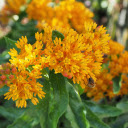 Honey and insects  screen for extension Chrome web store in OffiDocs Chromium