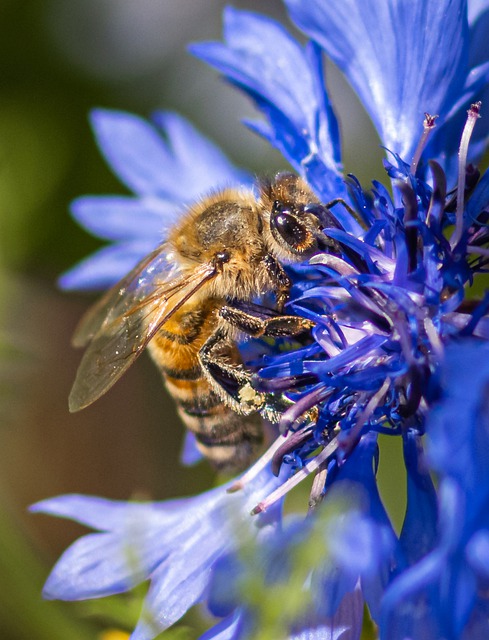 Free download honey bee be duster cornflower free picture to be edited with GIMP free online image editor