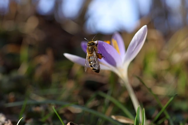 Free download honey bee bee crocus insect wings free picture to be edited with GIMP free online image editor