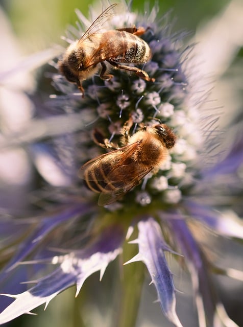 Free download honeybee bee entomology thistle free picture to be edited with GIMP free online image editor