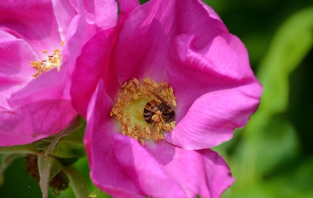 Free download honey bee bee insect pollen free picture to be edited with GIMP free online image editor