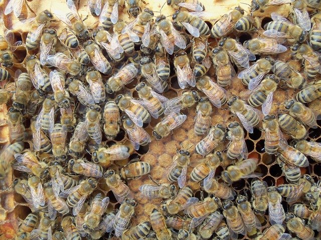 Free picture Honey Bee Capped Brood -  to be edited by GIMP free image editor by OffiDocs