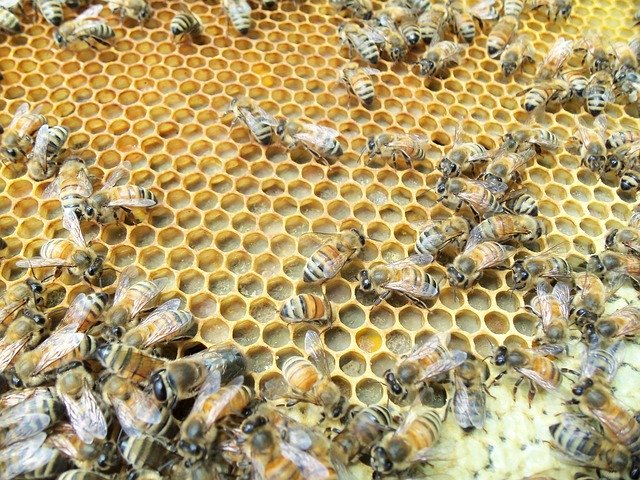 Free download Honey Bee Capped Pollen -  free photo or picture to be edited with GIMP online image editor