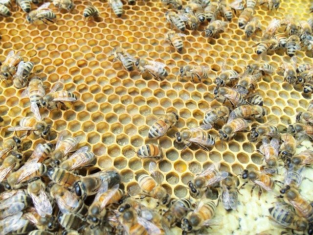 Muat turun percuma Honey Bee Capped Pollen - foto atau gambar percuma untuk diedit dengan editor imej dalam talian GIMP