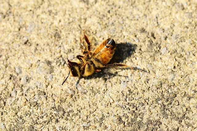 Free download honey bee dying worker bee free picture to be edited with GIMP free online image editor
