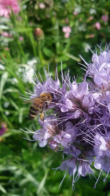 Bezpłatne pobieranie Honey Bee Flower - darmowe zdjęcie lub obraz do edycji za pomocą internetowego edytora obrazów GIMP