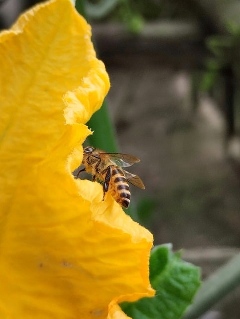 Free download honey bee flower yellow flower free picture to be edited with GIMP free online image editor