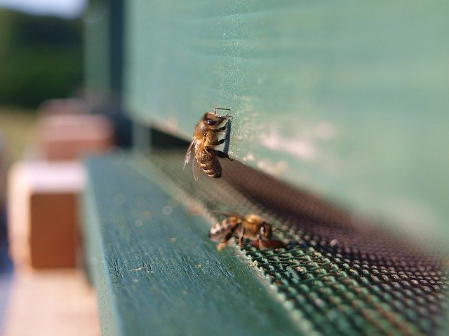 Muat turun percuma Honey Bee Insect - foto atau gambar percuma untuk diedit dengan editor imej dalam talian GIMP