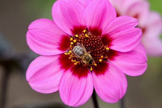 Free download honey bee insect bee dahlia free picture to be edited with GIMP free online image editor