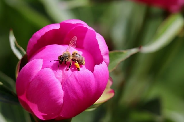 Free download honey bee insect bee petals free picture to be edited with GIMP free online image editor