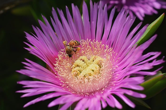 Free download honey bee insect flower bee free picture to be edited with GIMP free online image editor