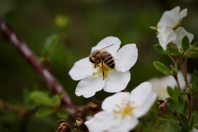 Free download honey bee insect pollination free picture to be edited with GIMP free online image editor
