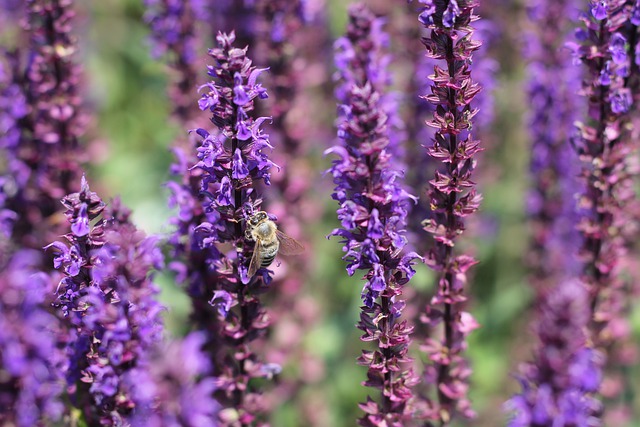 Free download honey bee insects bees lavender free picture to be edited with GIMP free online image editor