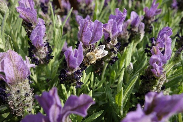 Free download Honey Bee Lavender -  free photo or picture to be edited with GIMP online image editor