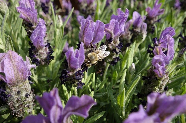 Unduh gratis Honey Bee Lavender - foto atau gambar gratis untuk diedit dengan editor gambar online GIMP