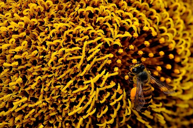 Free download honey bee pistil pollen sunflower free picture to be edited with GIMP free online image editor
