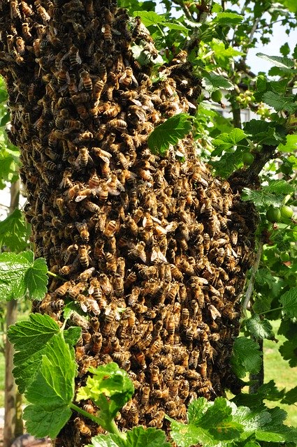 Free download Honey Bee Pollen -  free photo or picture to be edited with GIMP online image editor