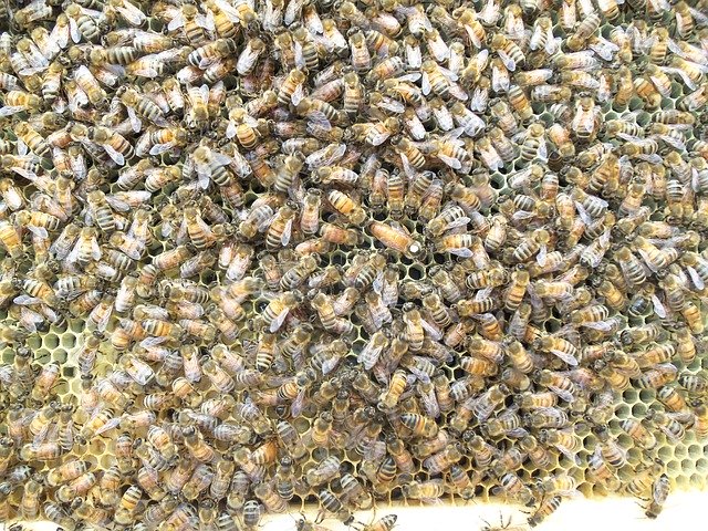 Muat turun percuma Honey Bee Queen Hive - foto atau gambar percuma untuk diedit dengan editor imej dalam talian GIMP