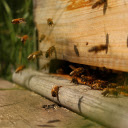 Honey bees  screen for extension Chrome web store in OffiDocs Chromium