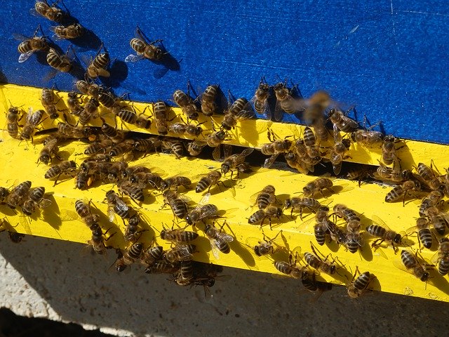 הורדה חינם Honey Bees Bee - תמונה או תמונה בחינם לעריכה עם עורך התמונות המקוון GIMP