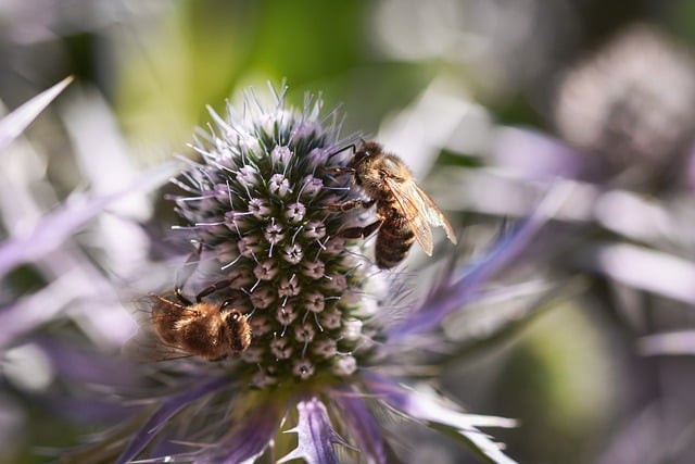 Free download honey bees bees entomology thistles free picture to be edited with GIMP free online image editor