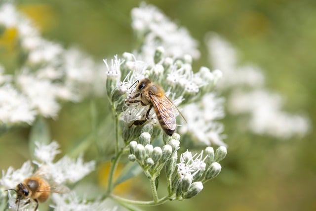 Free download honeybees flowers pollination bee free picture to be edited with GIMP free online image editor