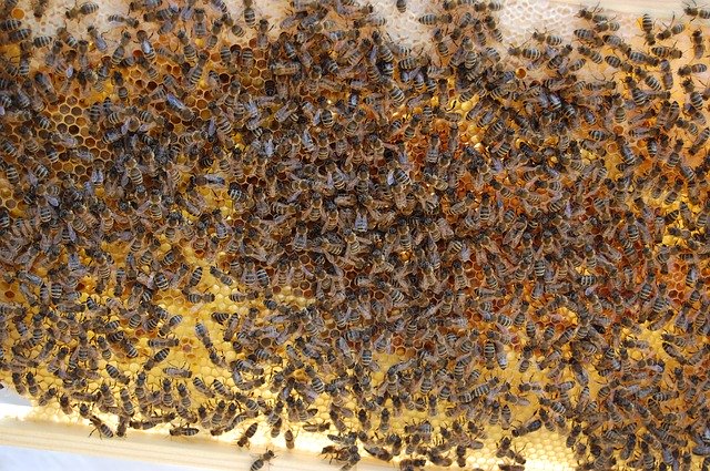 Kostenloser Download Honey Bees Hive Honeycomb - kostenloses Foto oder Bild zur Bearbeitung mit GIMP Online-Bildbearbeitung