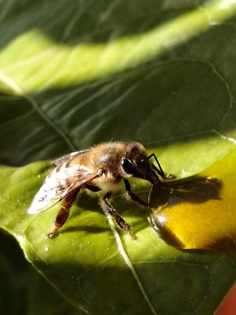 Free download Honeybees Hungrybees Bees -  free photo or picture to be edited with GIMP online image editor