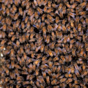 Honeycomb  screen for extension Chrome web store in OffiDocs Chromium