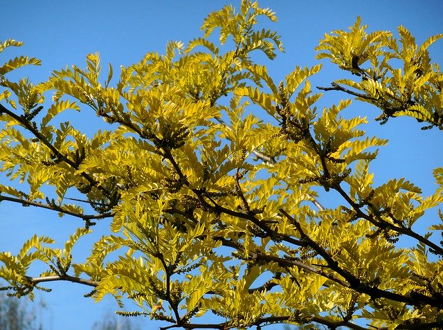 Téléchargement gratuit de Honey Locust Gleditsia Spring - photo ou image gratuite à modifier avec l'éditeur d'images en ligne GIMP