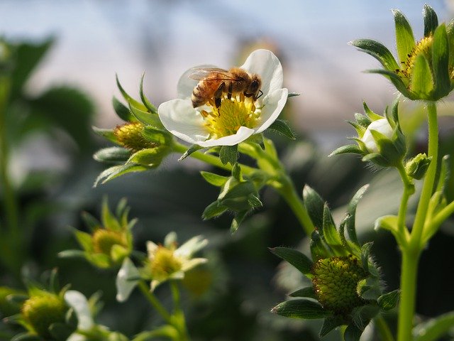 Free download Honey Spring Strawberry -  free photo or picture to be edited with GIMP online image editor