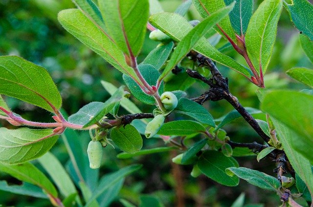 Free download Honeysuckle Berry Leaves -  free photo or picture to be edited with GIMP online image editor