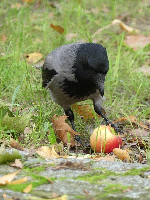 Free picture Hooded Crow Apple Food -  to be edited by GIMP free image editor by OffiDocs