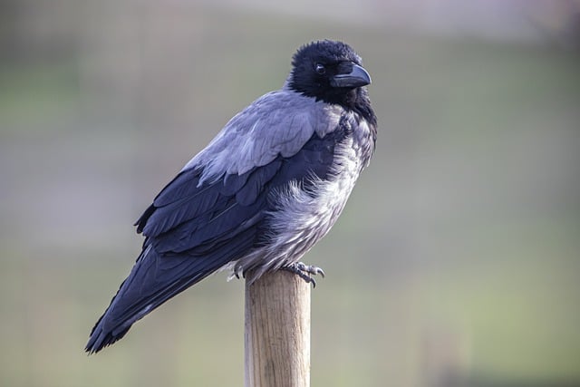 Free download hooded crow bird crow wildlife free picture to be edited with GIMP free online image editor