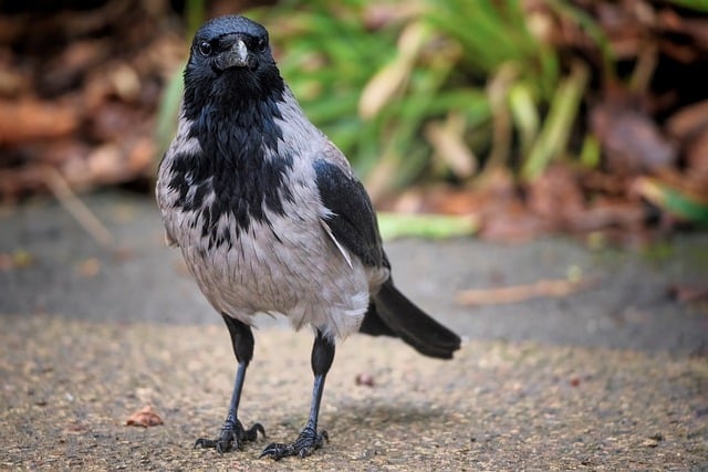 Free download hooded crow crow bird scald crow free picture to be edited with GIMP free online image editor