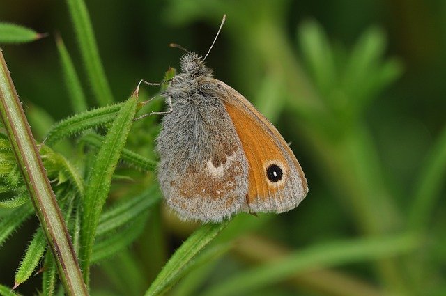 Download gratuito Hooibeestje Butterfly Spring - foto o immagine gratuita da modificare con l'editor di immagini online di GIMP