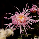 Hook chrysanthemum  screen for extension Chrome web store in OffiDocs Chromium