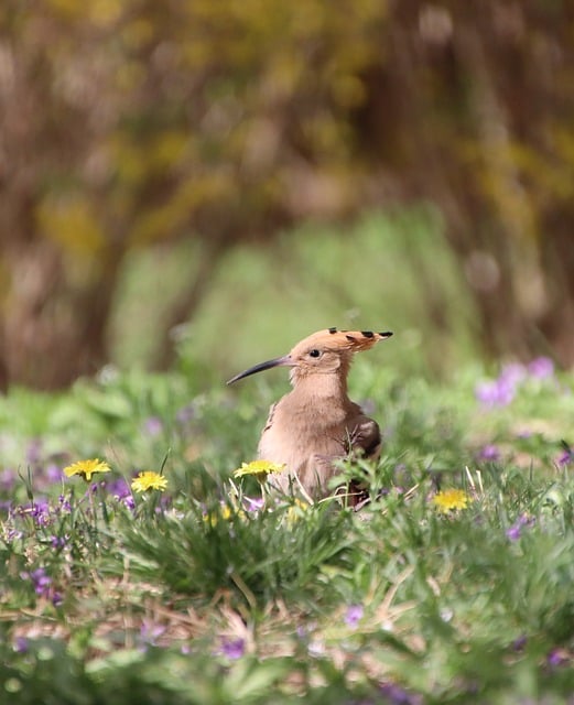 Free download hoopoe nature bird animal feathers free picture to be edited with GIMP free online image editor