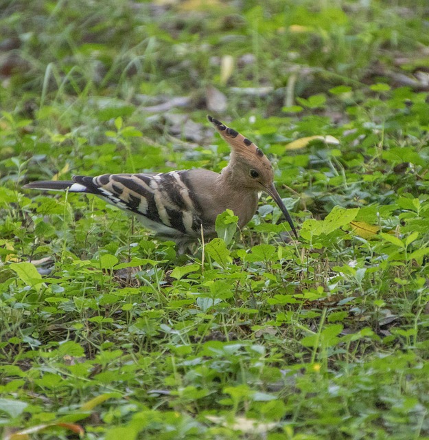 Free download hoopoe nature bird animal wildlife free picture to be edited with GIMP free online image editor