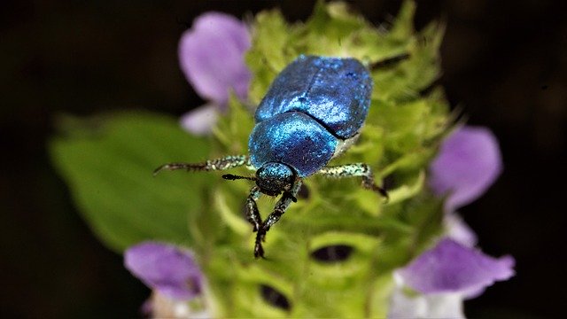 Free picture Hoplia Coerulea Beetle -  to be edited by GIMP free image editor by OffiDocs