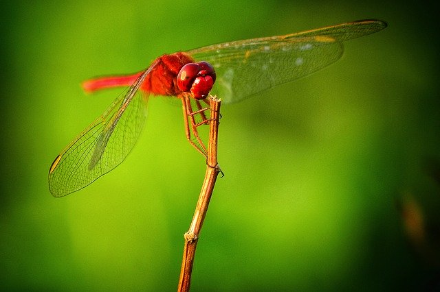 무료 다운로드 Hopper Insects Natural - 무료 사진 또는 GIMP 온라인 이미지 편집기로 편집할 사진