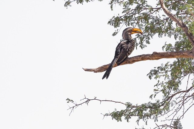 Free download Hornbill Bird Namibia -  free photo or picture to be edited with GIMP online image editor