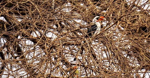 Free download hornbill tanzania africa nature free picture to be edited with GIMP free online image editor