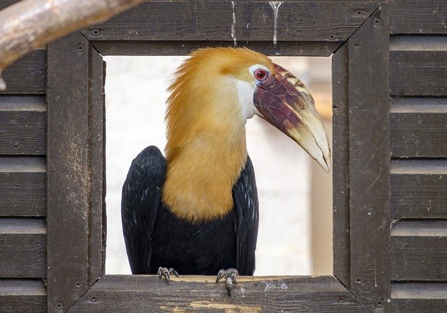 Muat turun percuma Hornbill Tropic Bird - foto atau gambar percuma untuk diedit dengan editor imej dalam talian GIMP