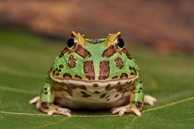 Free download horned frog frog amphibian nature free picture to be edited with GIMP free online image editor