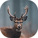 horned stag grazing tranquil autumn meadow  screen for extension Chrome web store in OffiDocs Chromium