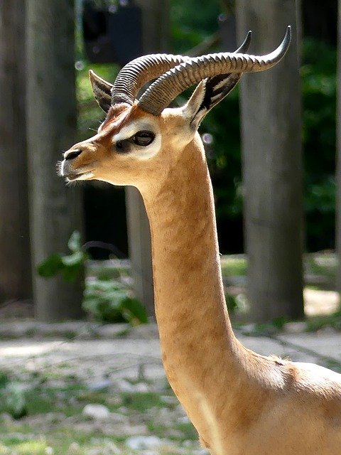 ดาวน์โหลดฟรี Horned Zoo Horns Animal - ภาพถ่ายหรือรูปภาพฟรีที่จะแก้ไขด้วยโปรแกรมแก้ไขรูปภาพออนไลน์ GIMP