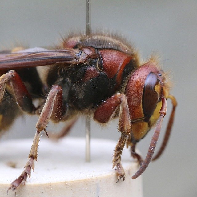 Baixar Hornet European Macro - foto ou imagem grátis para ser editada com o editor de imagens online GIMP